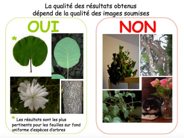 Savoir reconnaitre les plantes